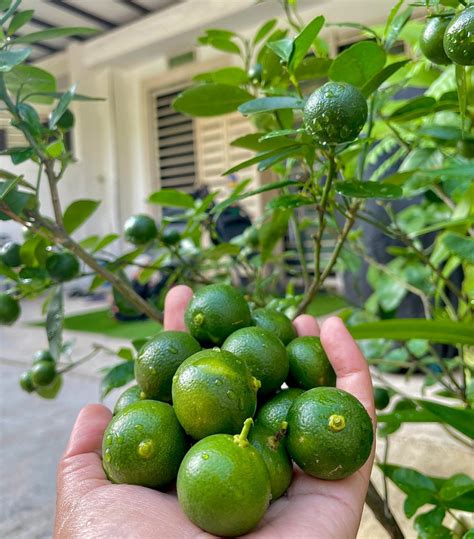 Kalamansi .